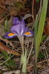 Dwarfe iris